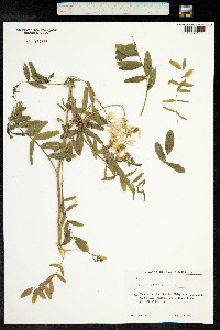 Galega officinalis image