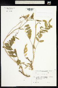 Galega officinalis image