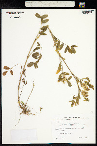 Galega officinalis image