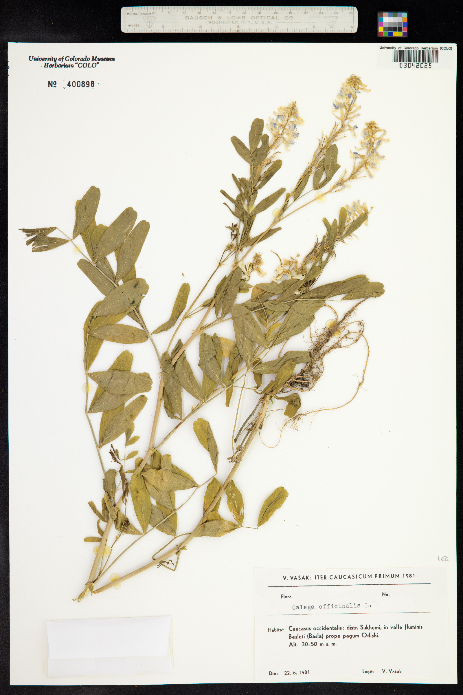 Galega officinalis image