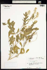 Galega officinalis image