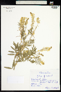 Galega officinalis image