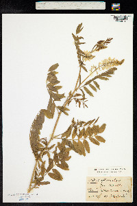 Galega officinalis image