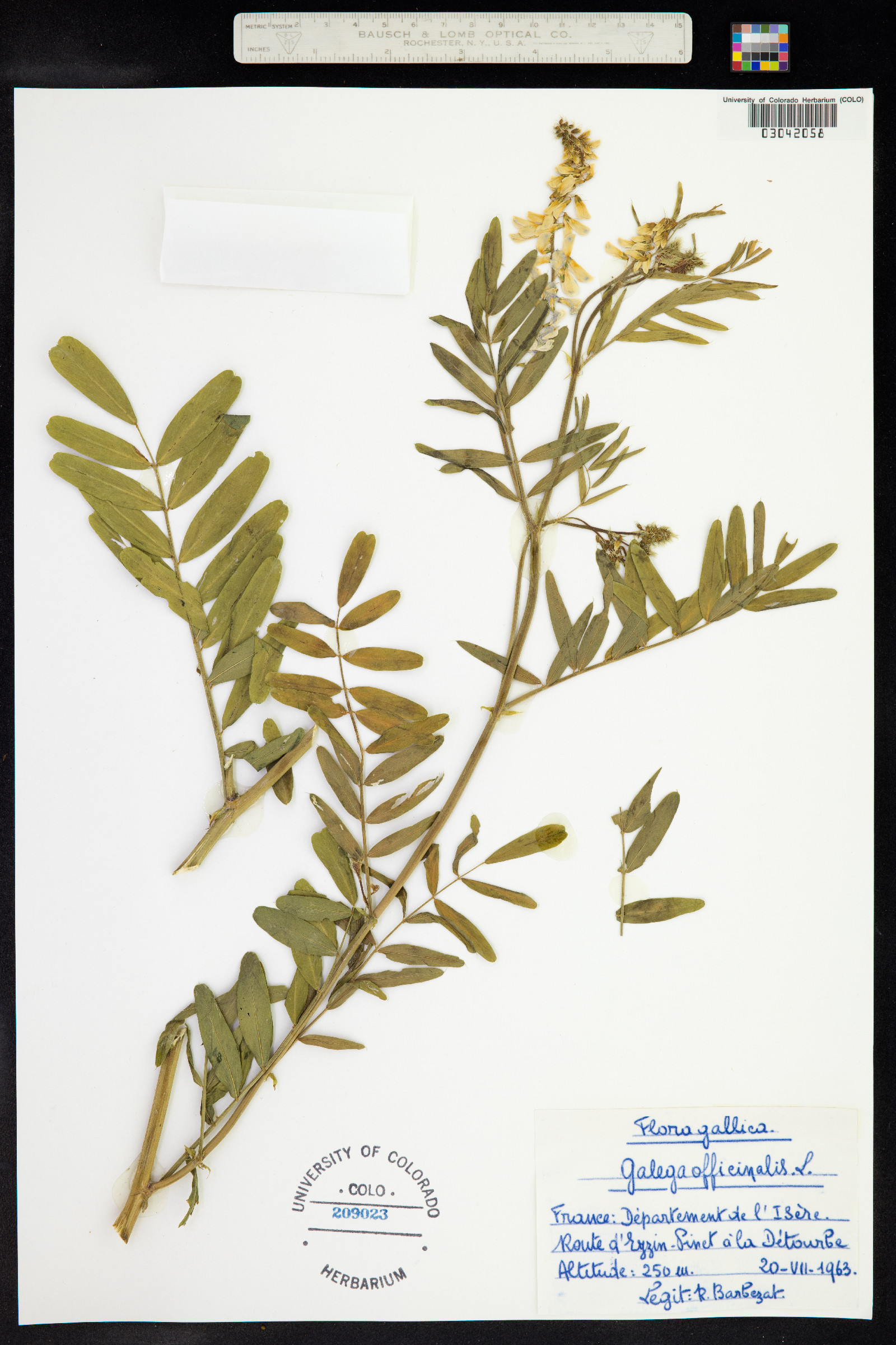 Galega officinalis image