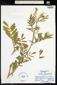 Galega officinalis image