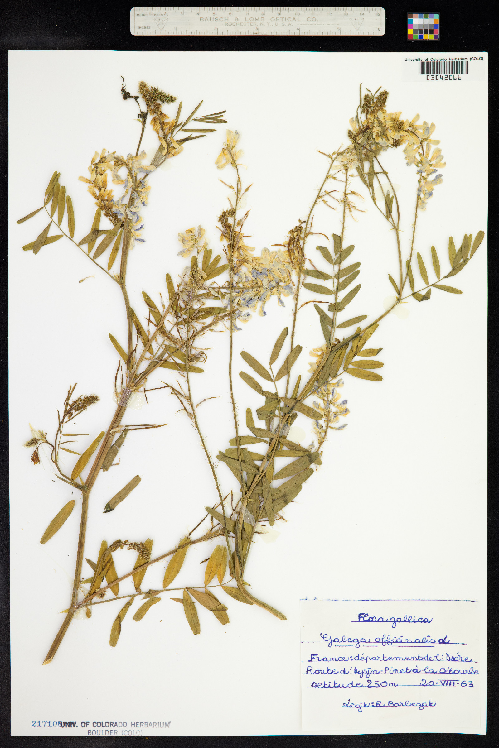 Galega officinalis image