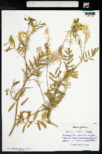 Galega officinalis image