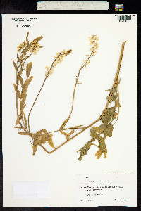 Galega officinalis image