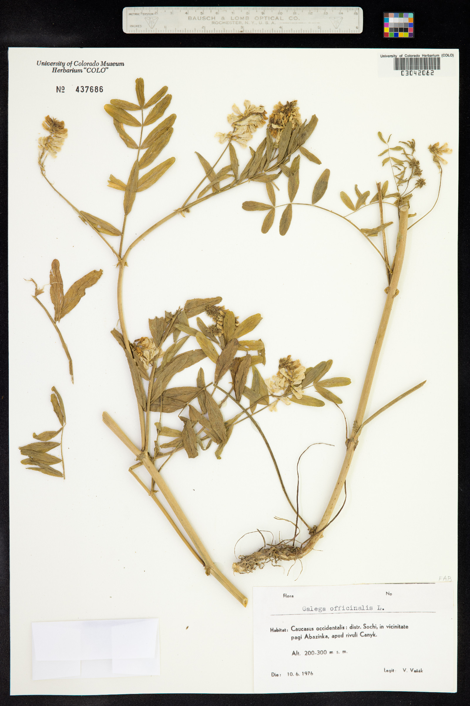 Galega officinalis image