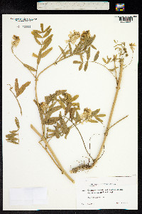 Galega officinalis image