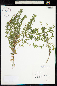 Genista anglica image