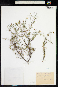 Genista anglica image