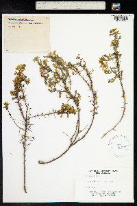 Genista anglica image