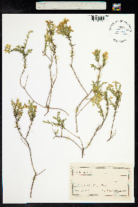 Genista anglica image