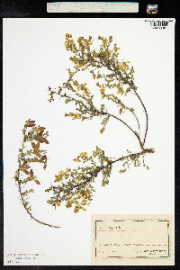 Genista anglica image