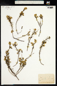 Genista anglica image