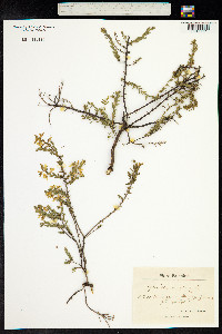 Genista anglica image