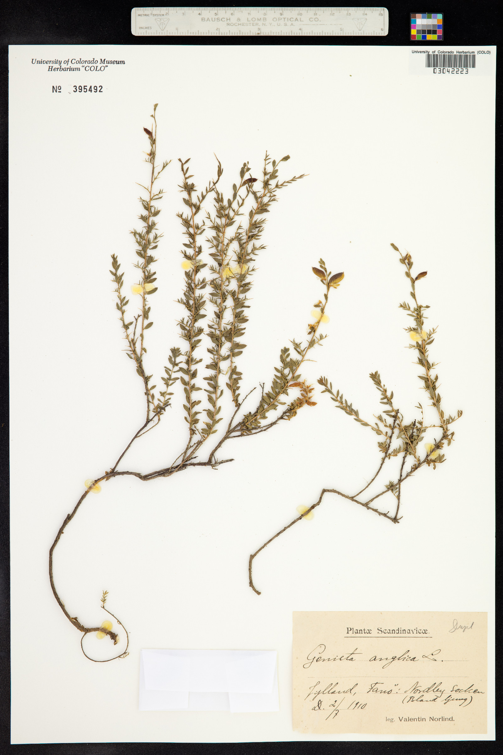 Genista anglica image