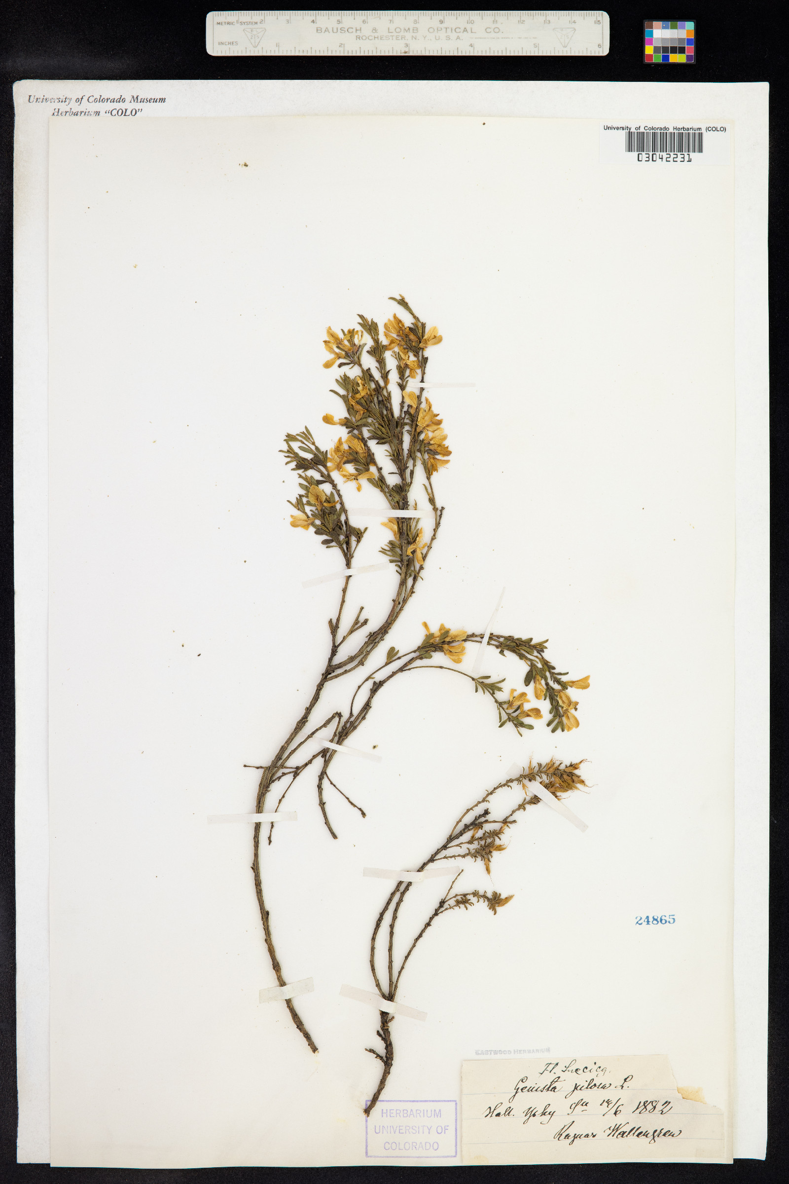 Genista pilosa image