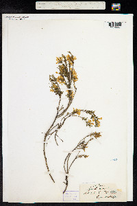 Genista pilosa image