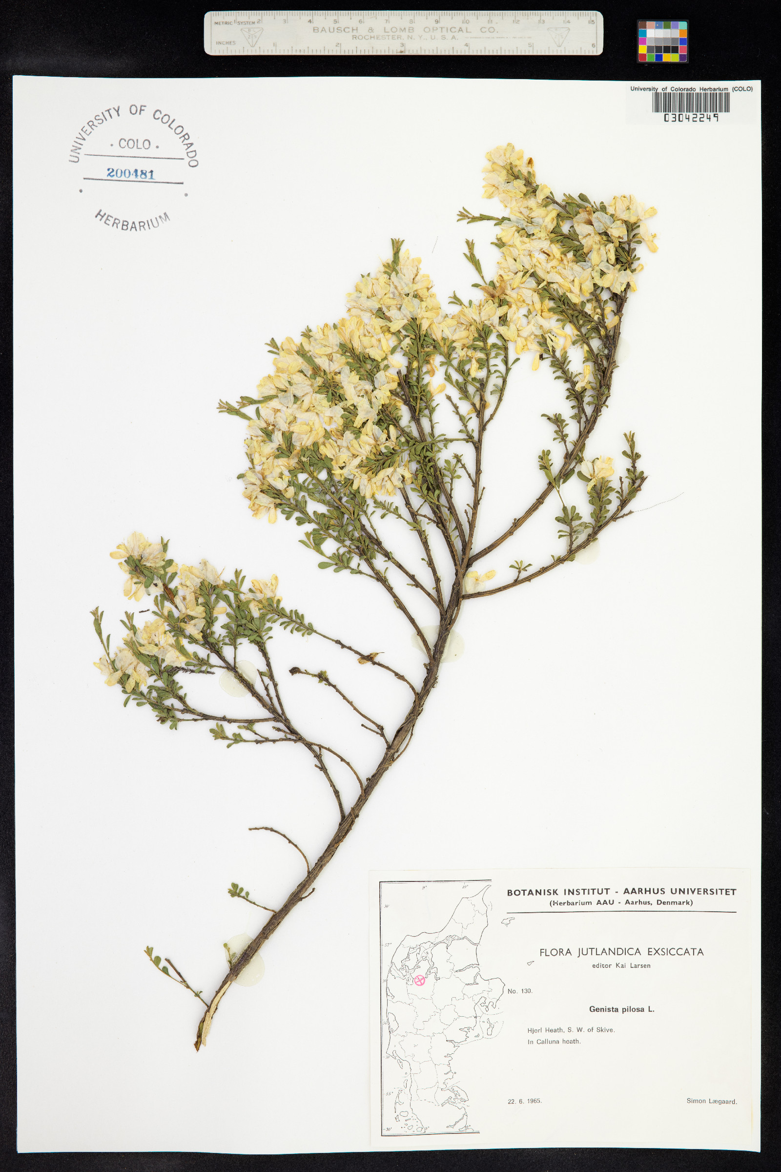 Genista pilosa image