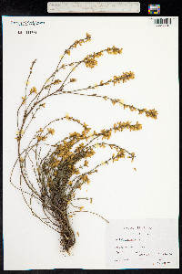 Genista pilosa image