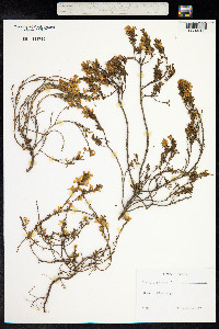 Genista pilosa image