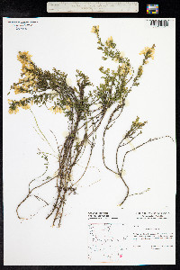 Genista pilosa image