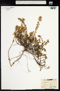 Genista pilosa image