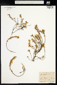 Genista pilosa image