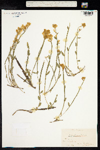 Genista sagittalis image