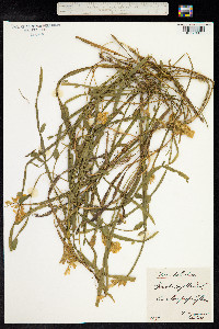 Genista sagittalis image