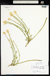 Genista sagittalis image