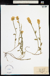 Genista sagittalis image