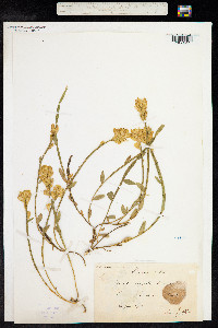 Genista sagittalis image