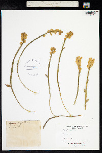 Genista sagittalis image