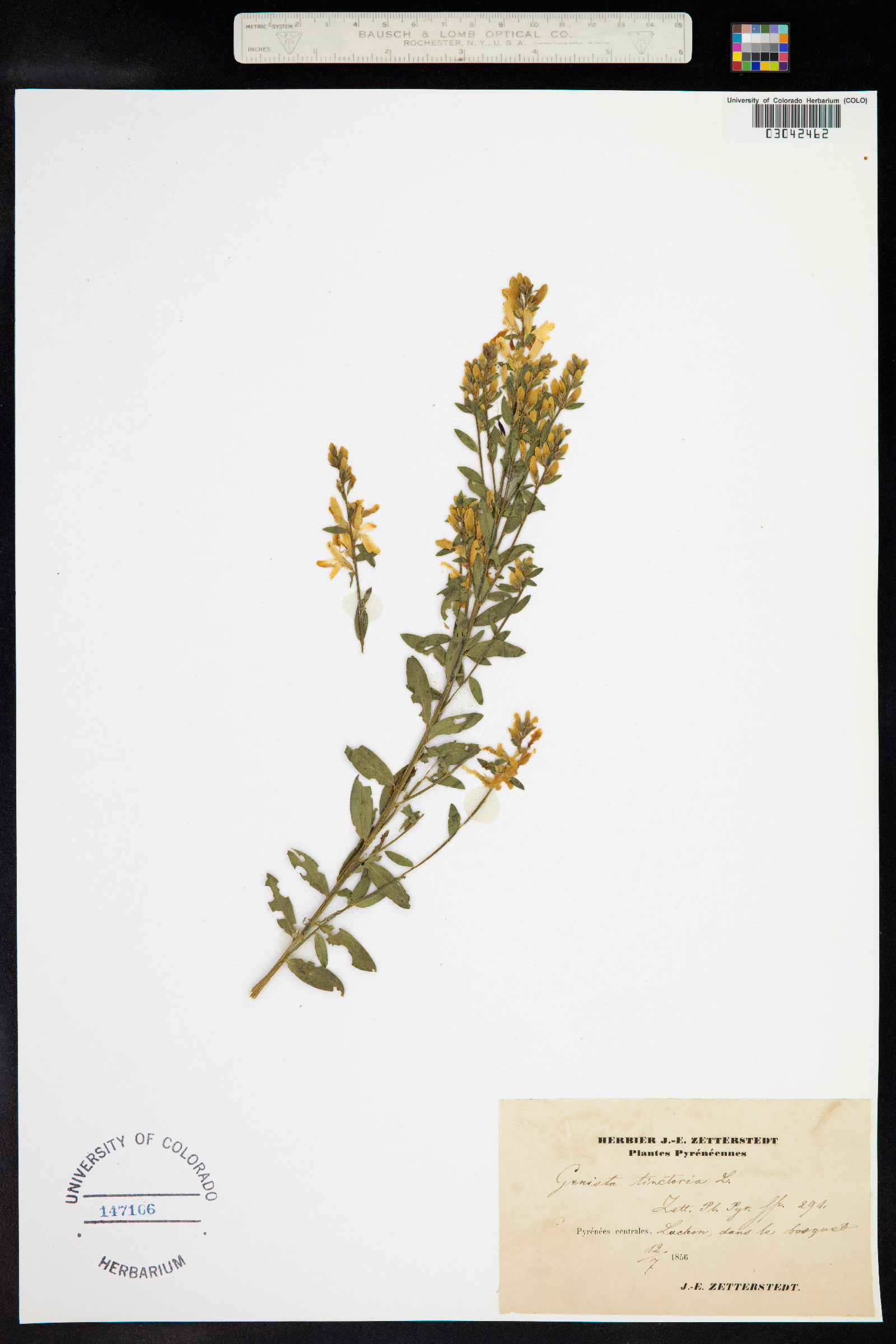 Genista tinctoria image