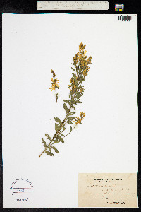 Genista tinctoria image