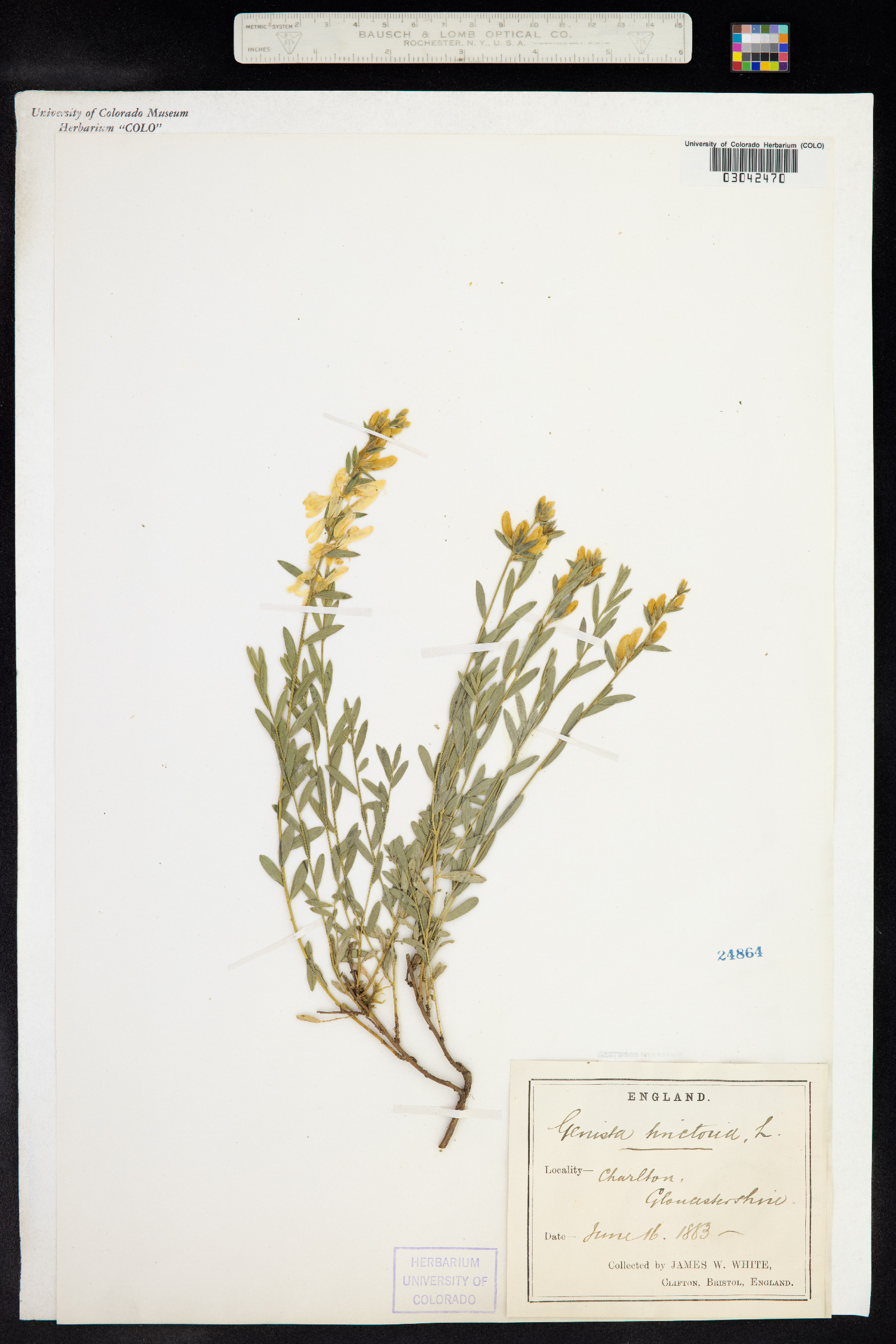 Genista tinctoria image