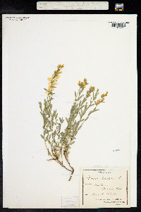 Genista tinctoria image