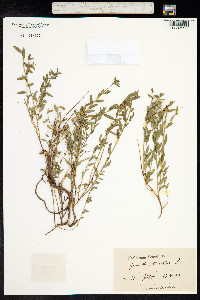 Genista tinctoria image