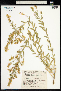 Genista tinctoria image