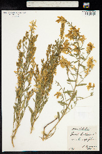 Genista tinctoria image