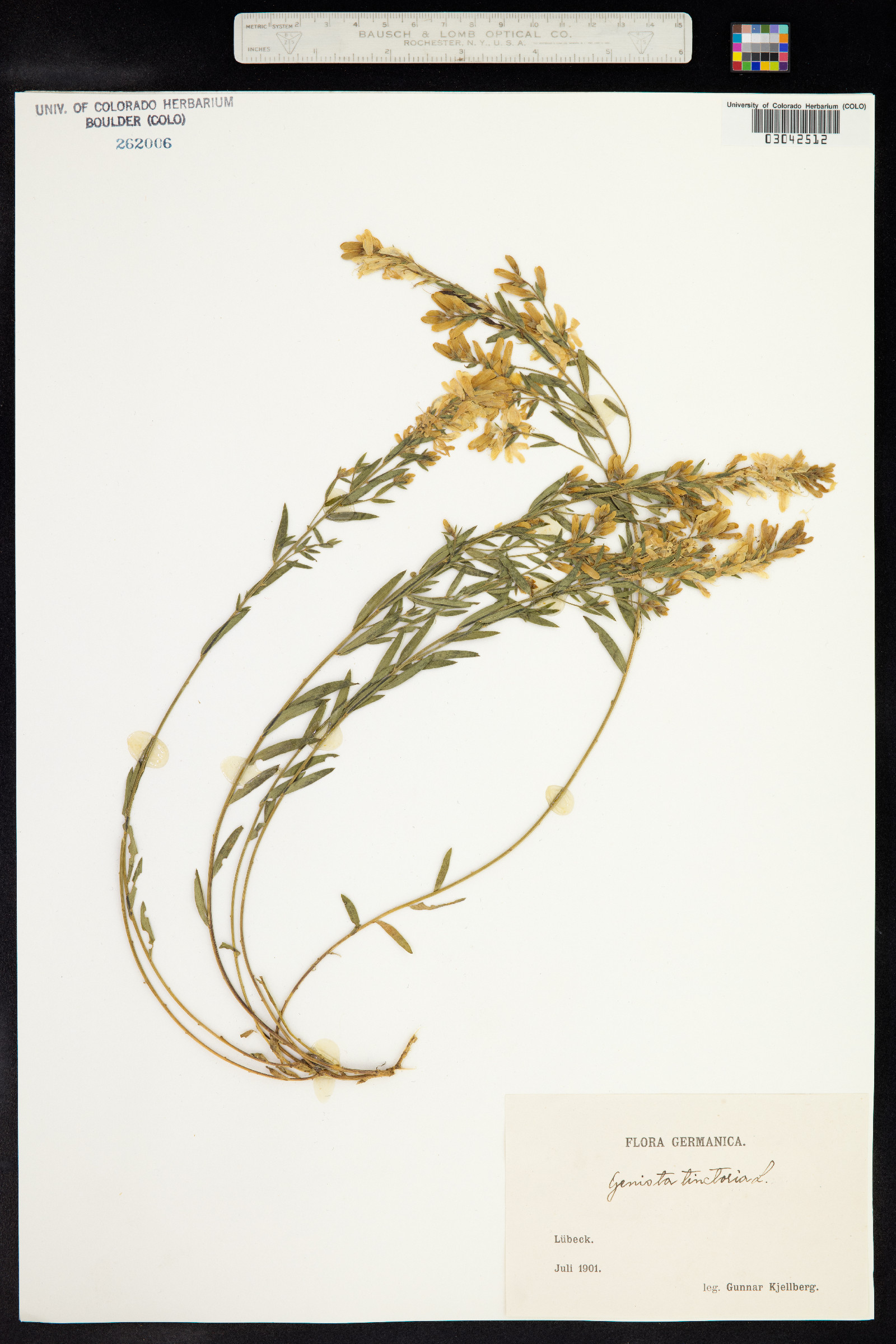 Genista tinctoria image