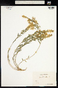 Genista tinctoria image