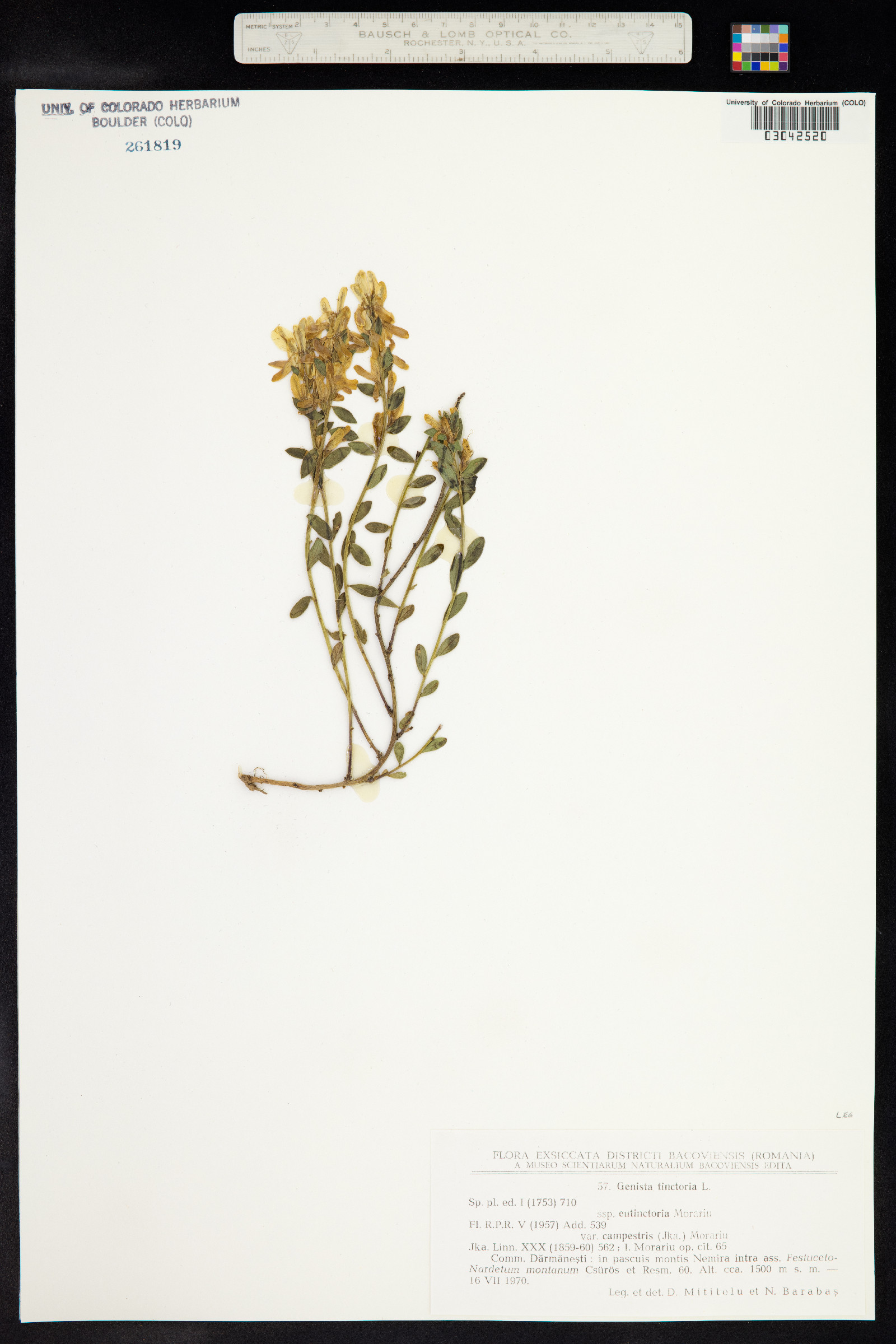 Genista tinctoria image
