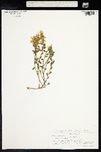 Genista tinctoria image