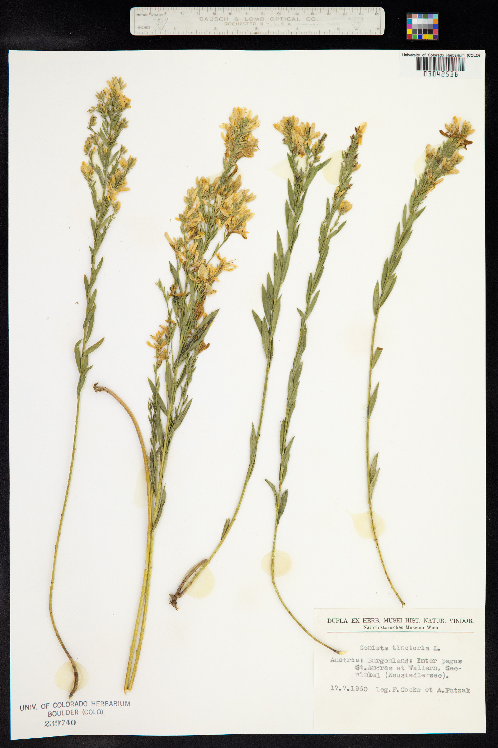 Genista tinctoria image