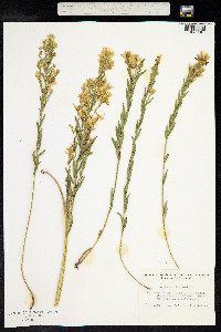 Genista tinctoria image