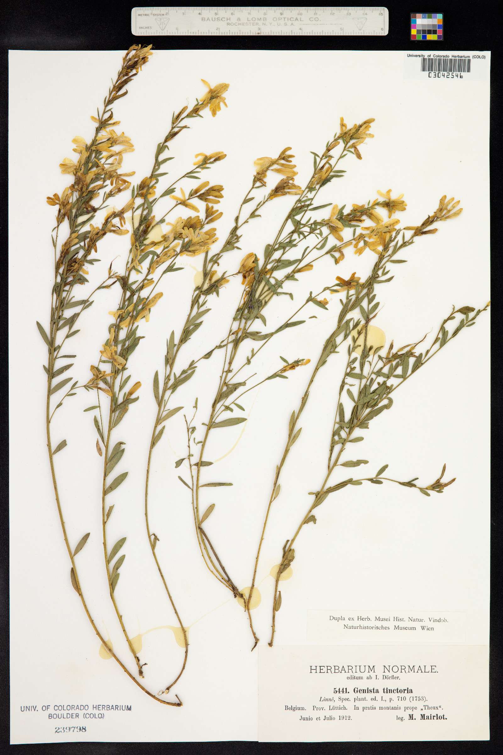 Genista tinctoria image